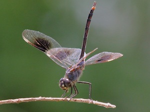 Four-spotted Pennant - Brachymesia gravida